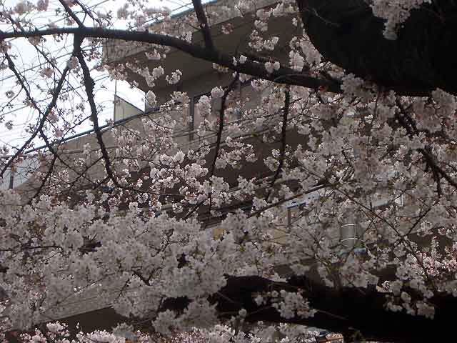２０１６年の桜が満開